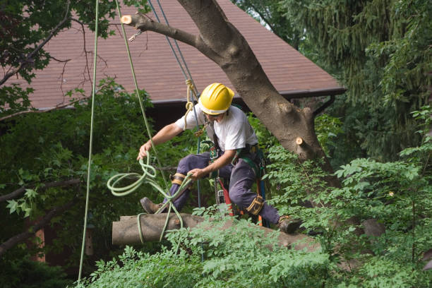 Professional Tree Services in Cove Creek, NC